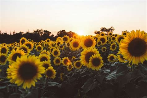 50 Yellow Aesthetic Sunflowers Hd Wallpapers Desktop