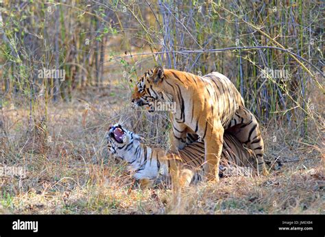 Indian Tiger Panthera Tigris Mating Stock Photo Alamy