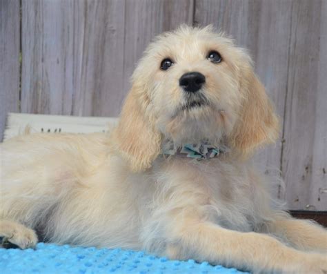 Mother shubi is a labradoodle, father chai is a goldendoodle. Baloo - Double Doodle puppy in East Palestine, Ohio ...