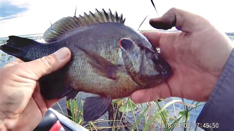 The Best Bait To Catch Loads Of Panfish Anywhere In Florida Youtube