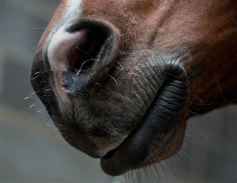 Free Picture Nose Mouth Head Horse Animal