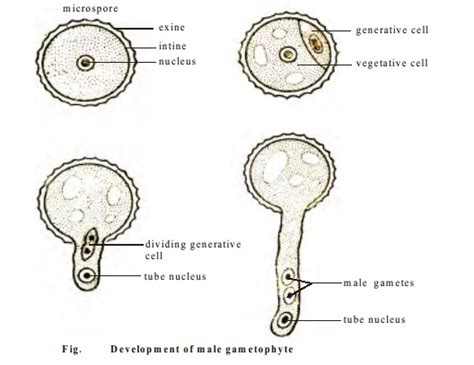 Development Of Male And Female Gametophyte