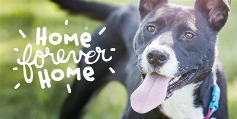 Home Forever Home Dog Adoption Petfinder