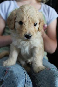 This very social & friendly goldendoodle puppy is raised with children and will make a wonderful companion! F1b Mini Goldendoodle Puppies | F1b mini goldendoodle ...