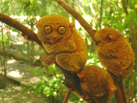 Tame elephants have been trained for a role as cops to police conflicts involving humans and animals in settlements near forest areas of indonesia's aceh province. Scientists Sequence Tarsier Genome | Genetics | Sci-News.com