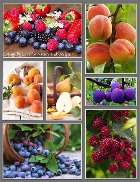 Pin By Mari Ann On My Collages Fruit Collage Beautiful Fruits