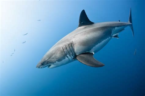 Great White Shark Photo By Marc Henauer — National Geographic Your Shot