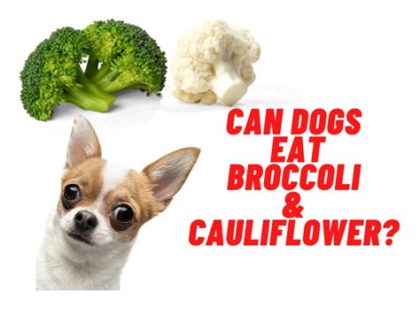 Broccoli and cauliflower are among the most nutritious vegetables. Can Dogs Eat Broccoli And Cauliflower? Delicious Veggies ...