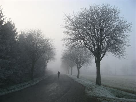 Free Images Tree Branch Walking Person Cold Fog Road Mist