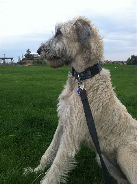 Picture Of 6 Month Old Irish Wolfhound Puppy Archives Atozmoms Bsf Blog