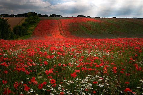 Field Of Poppies 1920 X 1280 Nature Photography Miriadnacom