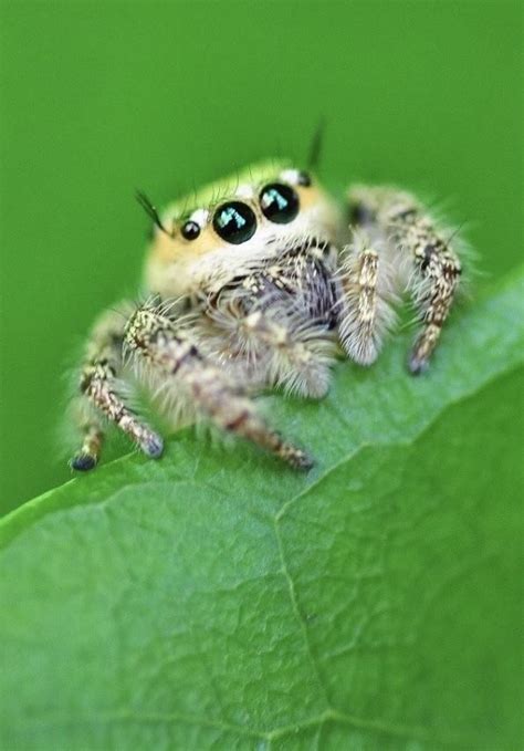Jumping spiders are being sought after as pets as they are considered adorable to some. Cute little jumping spider.https://ift.tt/2QvQsPI ...