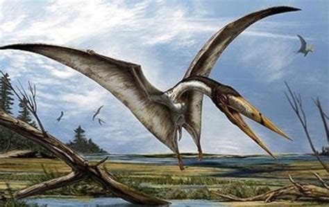 Newly Discovered Species Of Prehistoric Flying Reptile ‘poses Mystery