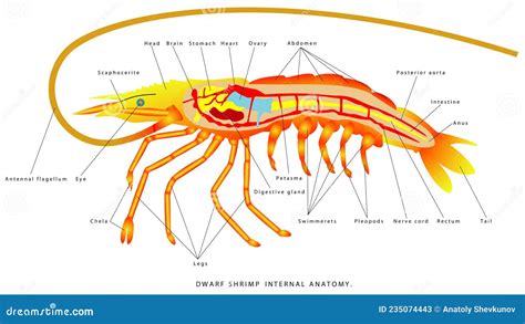 Shrimp Anatomy Cartoon Vector Cartoondealer Com