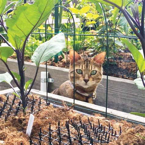 Best Ways To Protect Your Garden From Wildlife Residence Style