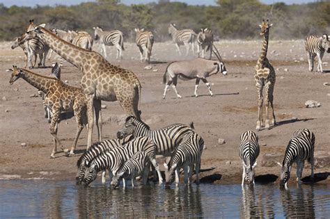 Africa Namibia Safari Animals At Waterhole In Etosha National Park