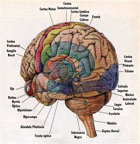 Pin De Sara Prats En Curiosidades Anatomia Del Cerebro Humano