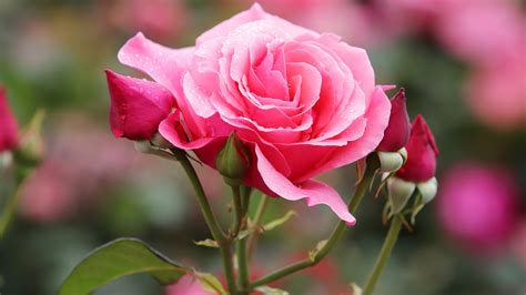Pink Rose Flower With Buds In Blur Background K K Hd Flowers