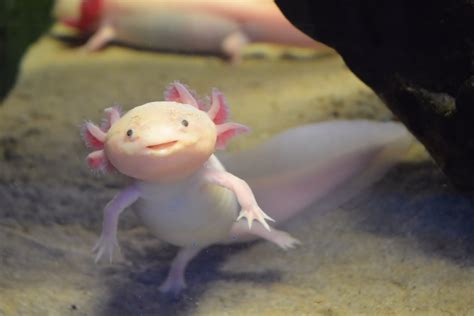 Baby Axolotl Smile Axolotl Permanent Juvenile And Smile
