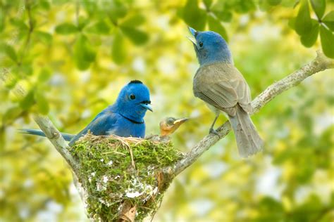 30 Cute Bird Pictures With Most Beautiful Colors Entertainmentmesh