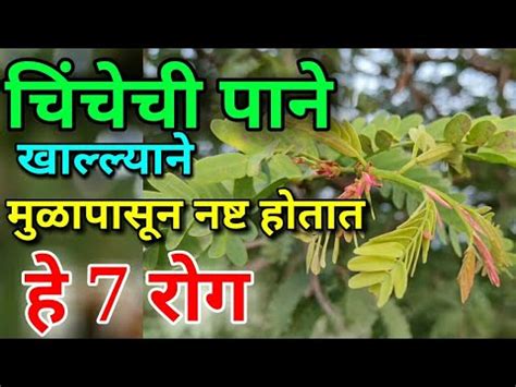 Should everyone take the vaccine? चिंचेची पाने खाल्ल्याने मुळापासून बरे होतात हे 7 रोग ...