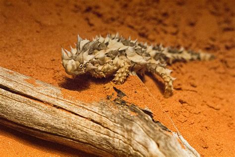 Thorny Devil Lizard By Douglas Barnard