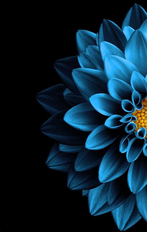 Blue Iphone Flowers Wallpaper Hd Download Free Mock Up