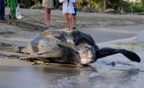 World's largest turtle could be extinct in 20 years, scientists say ...