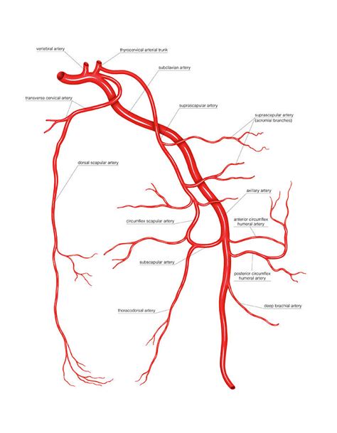 Arterial System Of The Scapular Photograph By Asklepios Medical Atlas