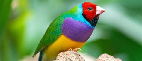 10 Most Beautiful Birds In The World Az Animals