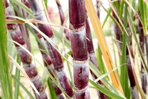 Pin By April Ainsworth On Red Plants Zone 10a Sugar Cane Plant Sugar