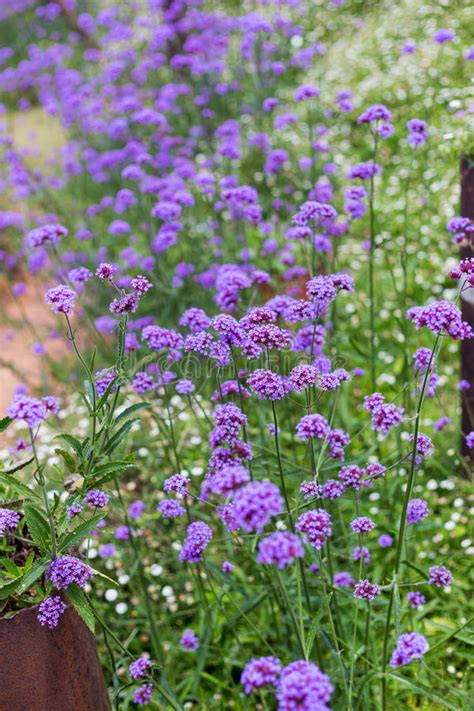 Purple Verbena Field Stock Image Image Of Flower Cluster 56358577