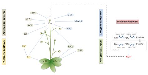 Plants Free Full Text Proline Affects Flowering Time In Arabidopsis