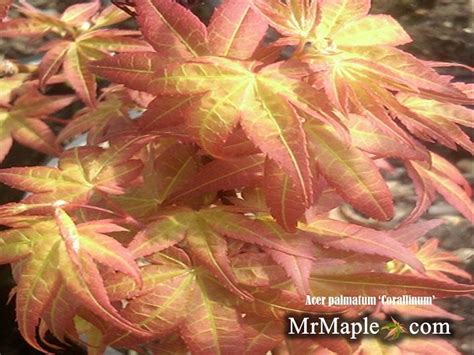 Buy Acer Palmatum Corallinum Pink Japanese Maple Mr Maple │ Buy