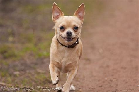Happy Smiling Running Chihuahua Chihuahua Pet Portraits Animals