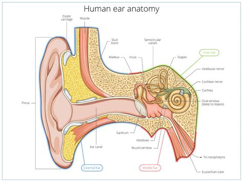 Hearing Loss Michels Hearing Aid Centers