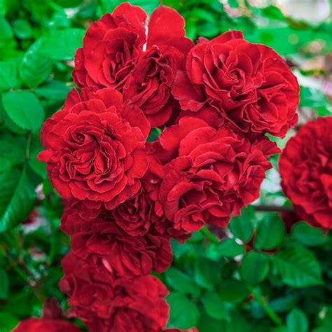 Lady In Red Climbing Rose Roses Spring Hill Nurseries