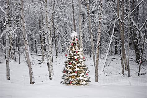 Decorated Christmas Tree In Front Of A Snow Covered Birch Forest