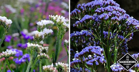Maybe you would like to learn more about one of these? How to Grow Statice - Gardening Channel