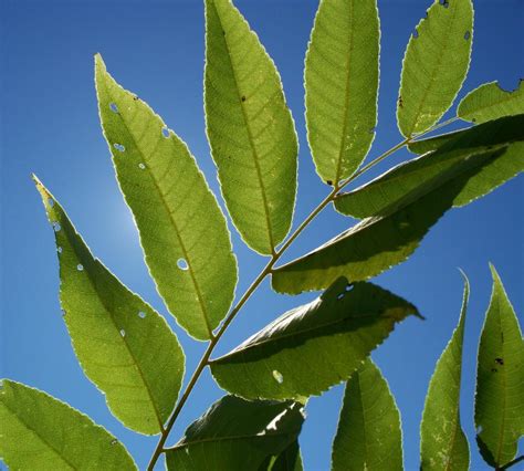 Free Stock Photo Of Black Walnut Tree Leaves Download Free Images And