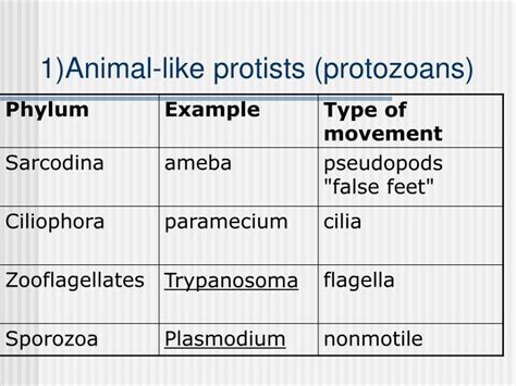 Binary/longitudinal fission, conjugation and fragmentation. PPT - Kingdom Protista Kingdom Fungi PowerPoint ...