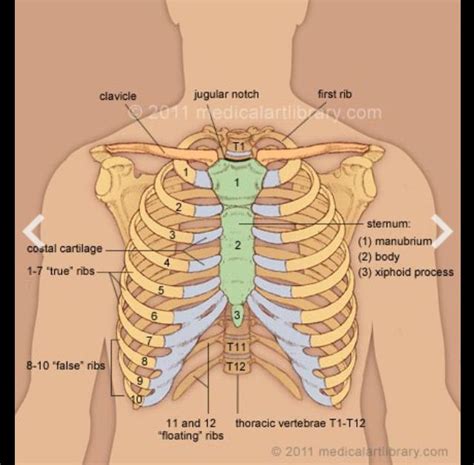 Anatomy Under The Right Rib Causes Of Pain Under Right Rib Cage As