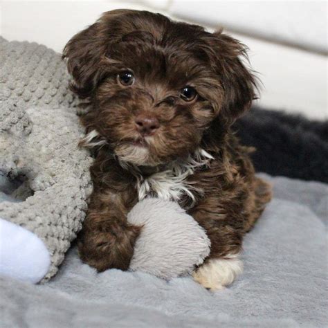 Perfect Chocolate Havanese Puppy For Sale Fluffyhavanese