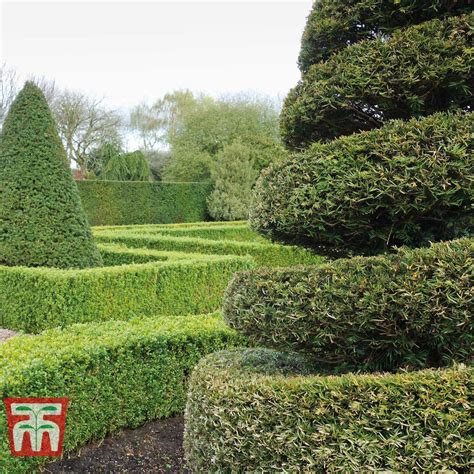 English Yew Hedging Thompson And Morgan