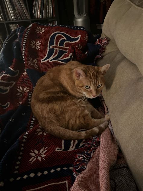 My Cat Loves The New Etid Blanket Reverytimeidie