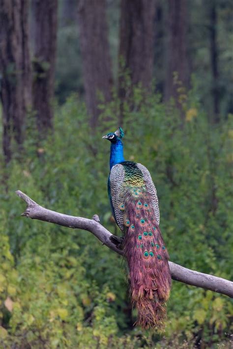 5 Peacock Species In Hawaii Pictures Hayfarmguy