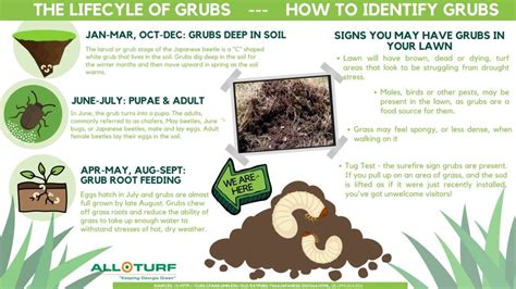 White Grubs Damaging Insects In Lawns All Turf Lawn Care