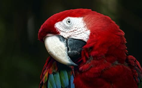 Red Macaw Parrot Hd Desktop Wallpapers 4k Hd