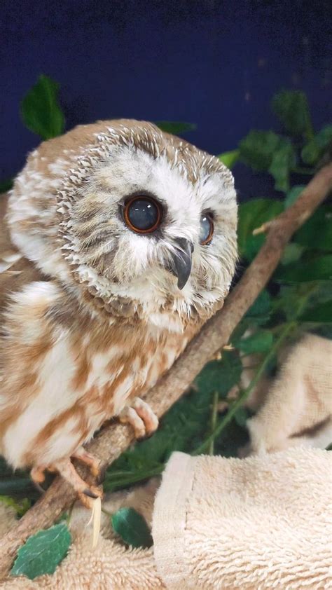 An Owl Is Sitting On A Branch With Leaves Around Its Neck And It S Eyes Wide Open