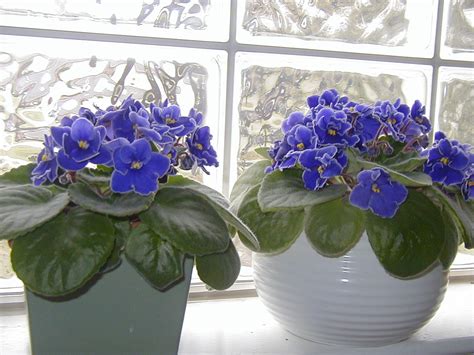 A Few Of My Favorite Things African Violets